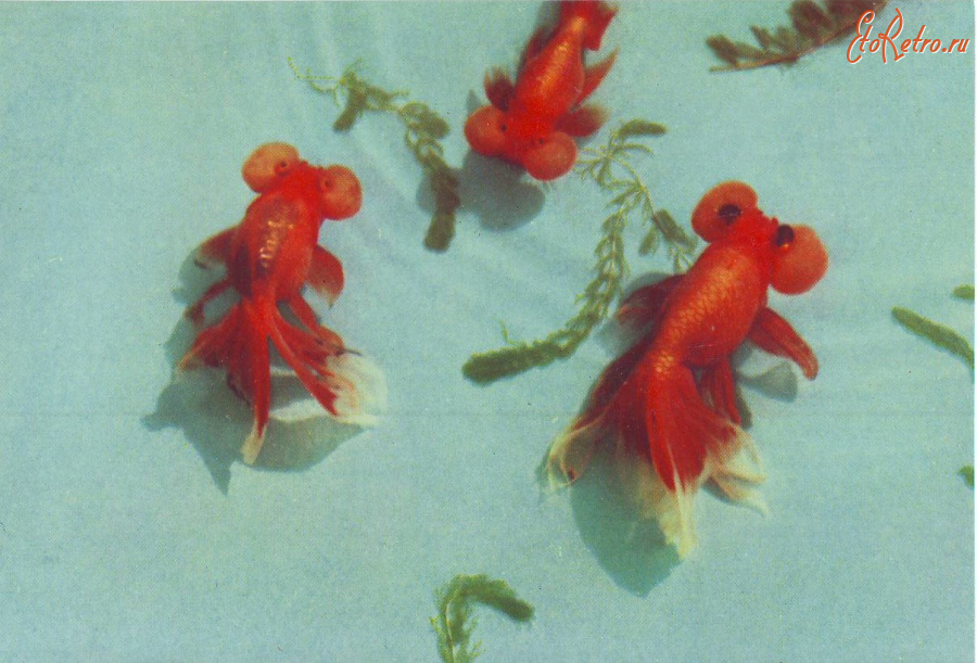 Ретро открытки - Золотые рыбки,,Пузырькоглазки,,