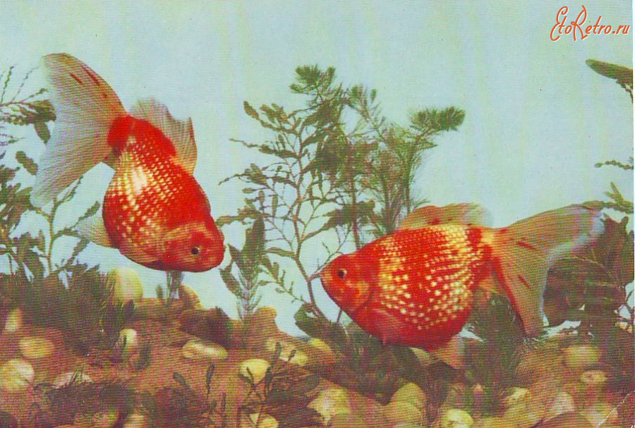 Ретро открытки - Золотые рыбки,,Жемчужины,,