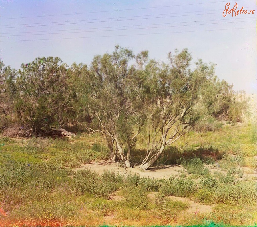Туркменистан - Растительность вдоль железной дороги недалеко от Репетека, 1911
