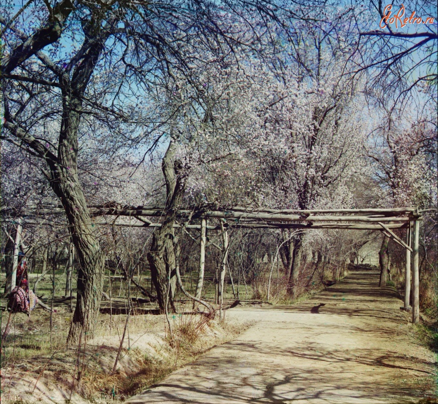 Узбекистан - Бухара. Цветущий урюк в саду Эмира Шир-Дун, 1911