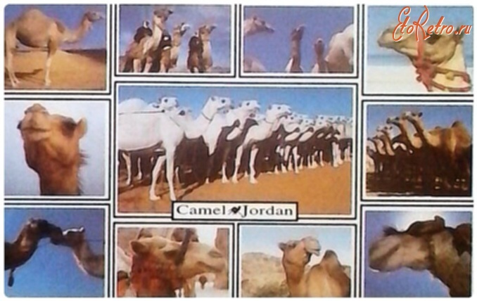 Иордания - Иорданские верблюды