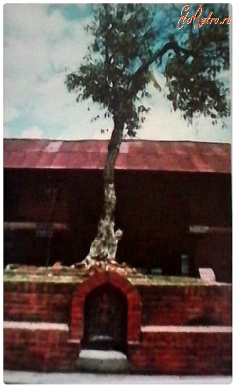 Непал - Район Катманду Буданатх. Священное дерево Пипал