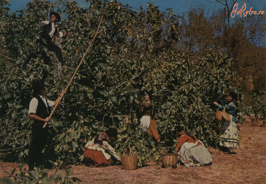 Португалия - Алгарви. Сбивание инжира с деревьев и сбор урожая