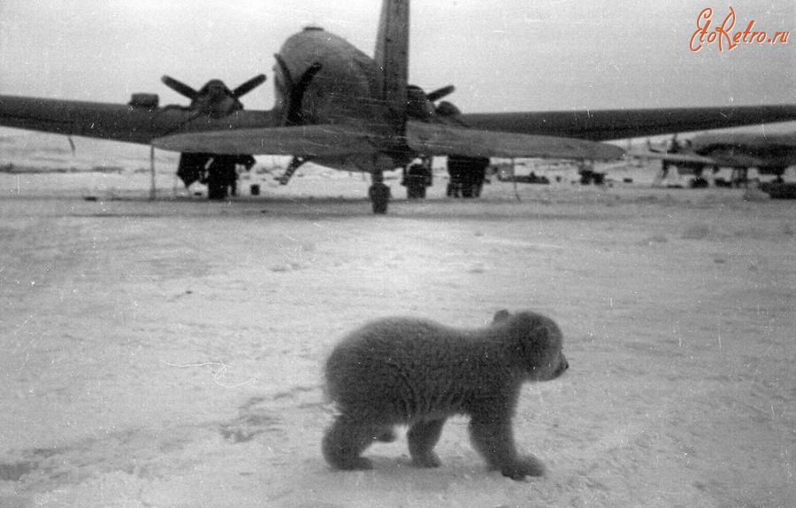Авиация - Мишка на Севере. Экспедиция на СП. 1946-1949