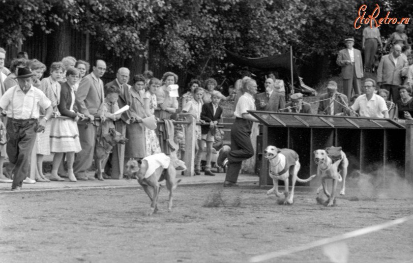 Бохум - Windhundrennen 1961 in Bochum