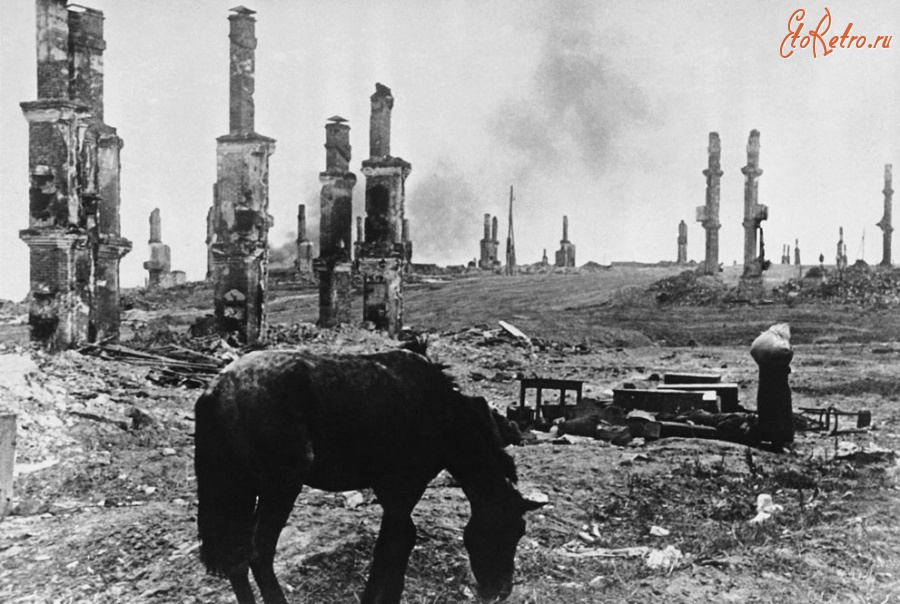 Войны (боевые действия) - Лошадь на фоне руин Сталинграда, декабрь 1942 года.