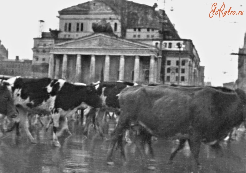 Войны (боевые действия) - Массовая эвакуация скота через Москву.