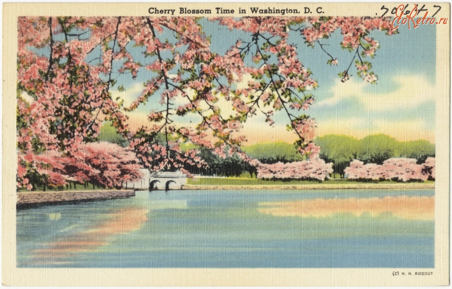 Вашингтон - Время цветения сакуры  в Вашингтоне