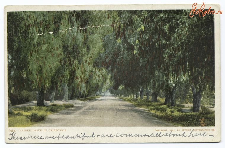 Штат Калифорния - Риверсайд. Перечная аллея, 1902