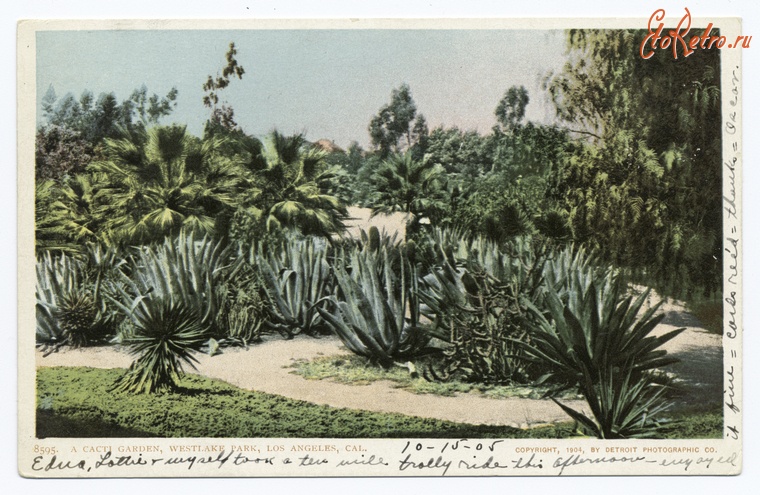 Лос-Анджелес - Сад кактусов в парке Западного озера, 1904