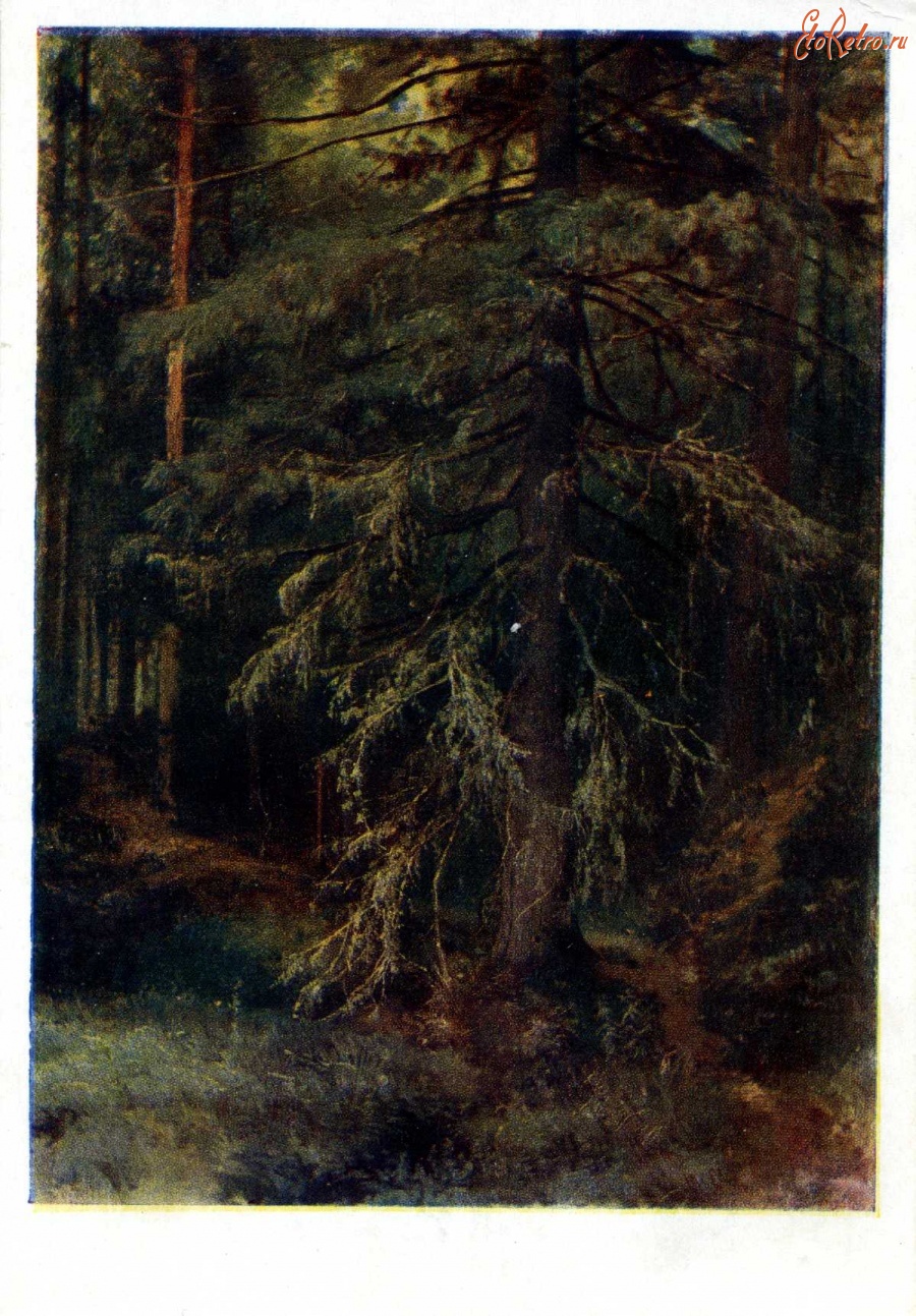 Картины - И. И. Шишкин (1832 - 1898). Ель.