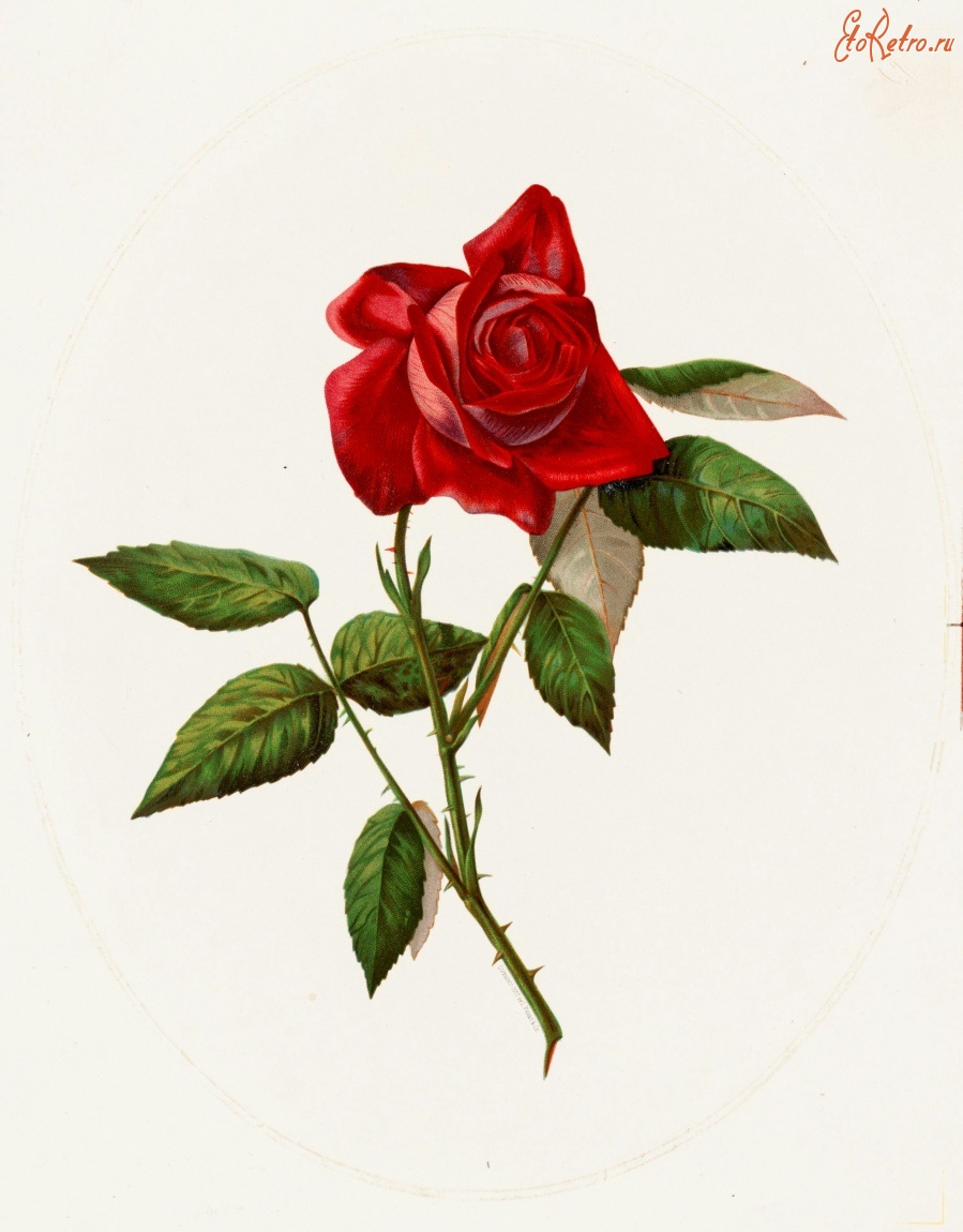 Картины - Красная роза