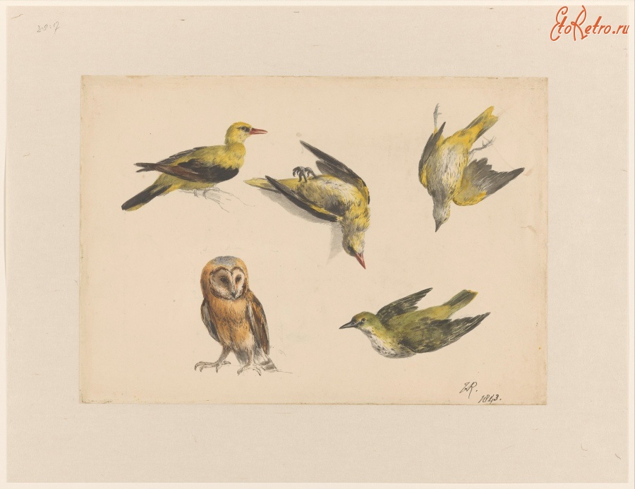 Картины - Изучение птиц. Совы и певчие птицы