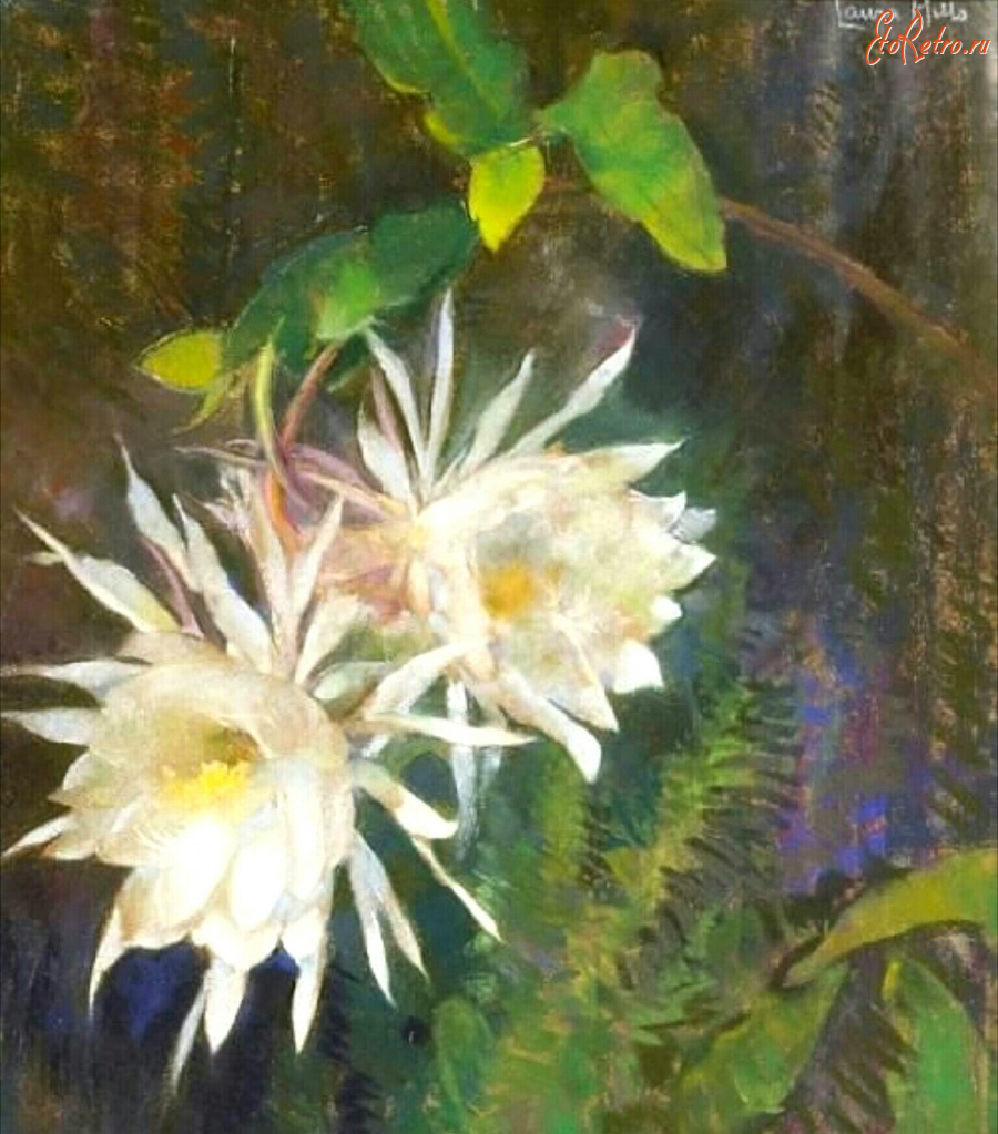 Картины - Лаура Комбс Хиллс. Ночной цветок. Эпифиллум