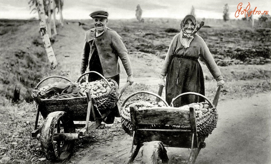 Калининградская область - Восточная Пруссия. Сельская супружеская пара на уборке урожая картофеля.