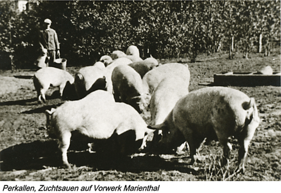 Калининградская область - Husarenberg (Perkallen), Zuchtsauen auf Vorwerk Marienthal.