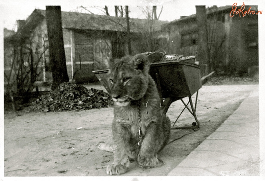 Калининград - Львёнок на прогулке по территории зоопарка.
