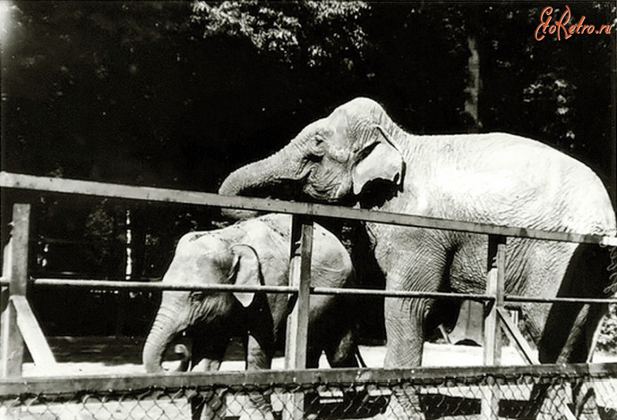 Калининград - Кёнигсбергский зоопарк. Слоны.