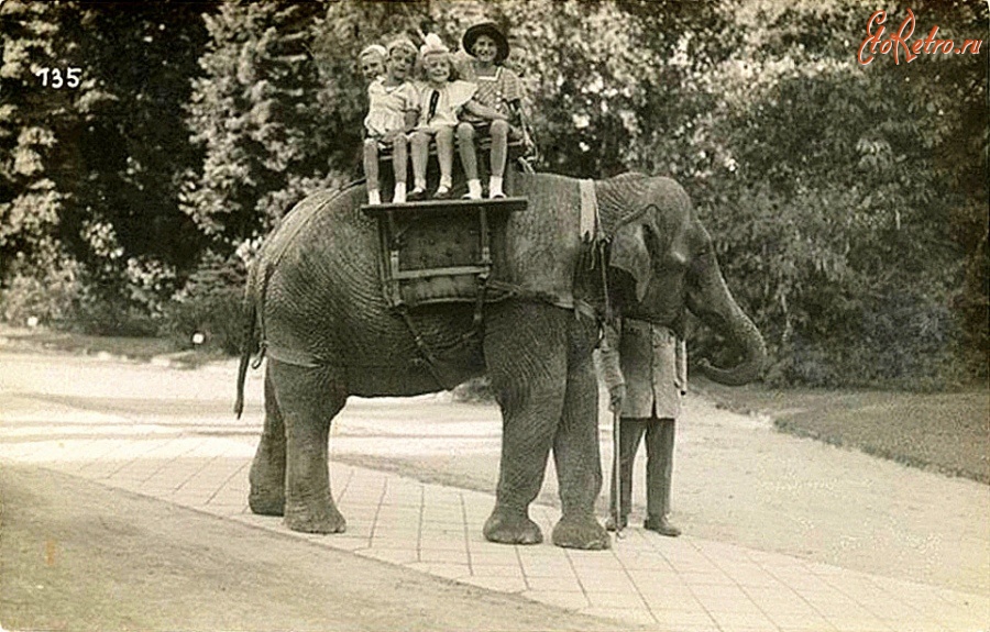 Калининград - Кёнигсбергский зоопарк. Катание детей на слоне.