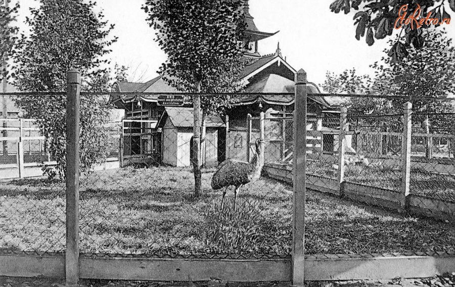 Калининград - Кёнигсбергский зоопарк. Вольер с австралийским страусами эму.