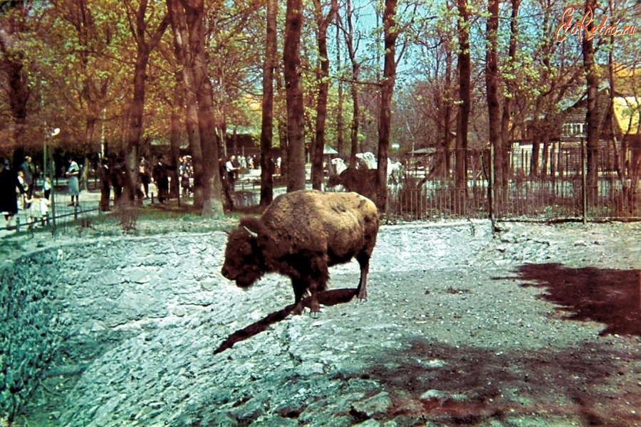 Калининград - Кёнигсбергский зоопарк. Вольер бизонов.