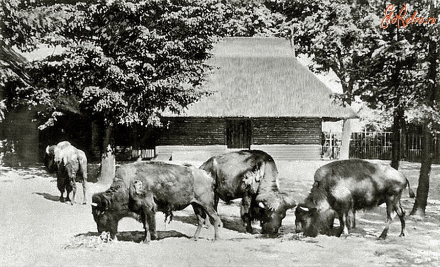 Калининград - Кёнигсбергский зоопарк. Вольер с бизонами.
