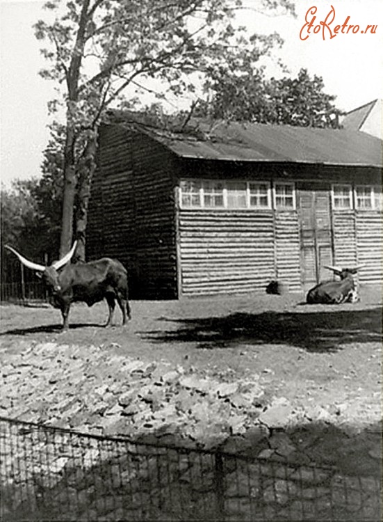 Калининград - Кенигсбергский зоопарк. Вольер с крупным рогатым скотом породы анколе-ватусси.