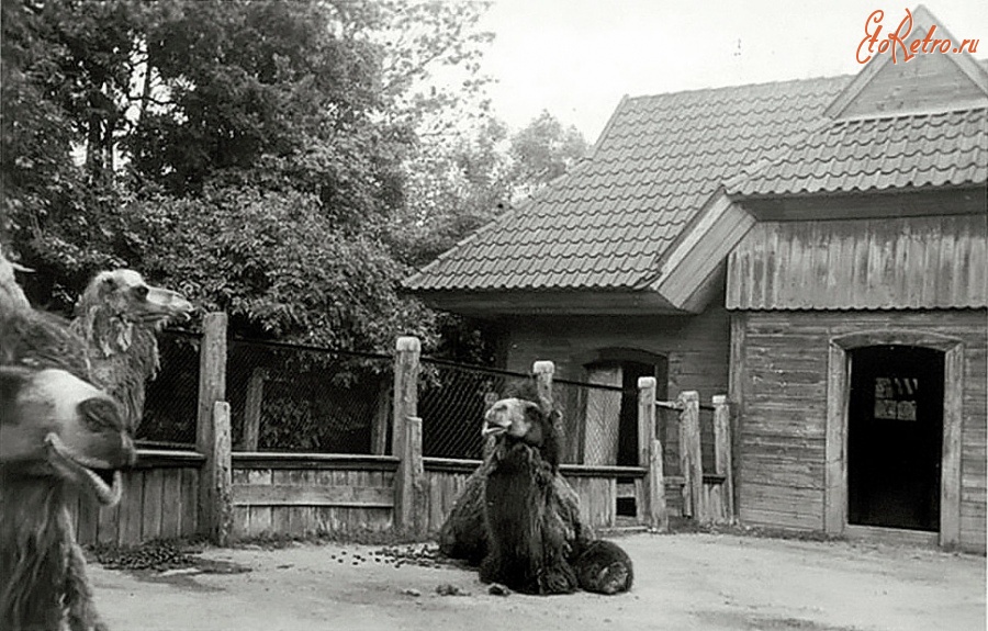 Калининград - Кёнигсбергский зоопарк. Вольер с верблюдами.