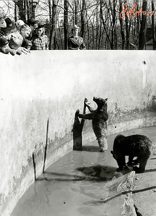 Калининград - Кёнигсбергский зоопарк. Вольер с медведями.