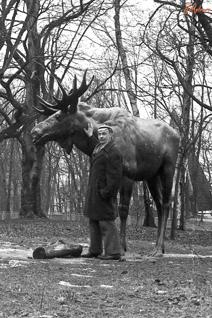 Калининград - Калининград.  В зоопарке у Гумбинненского лося.