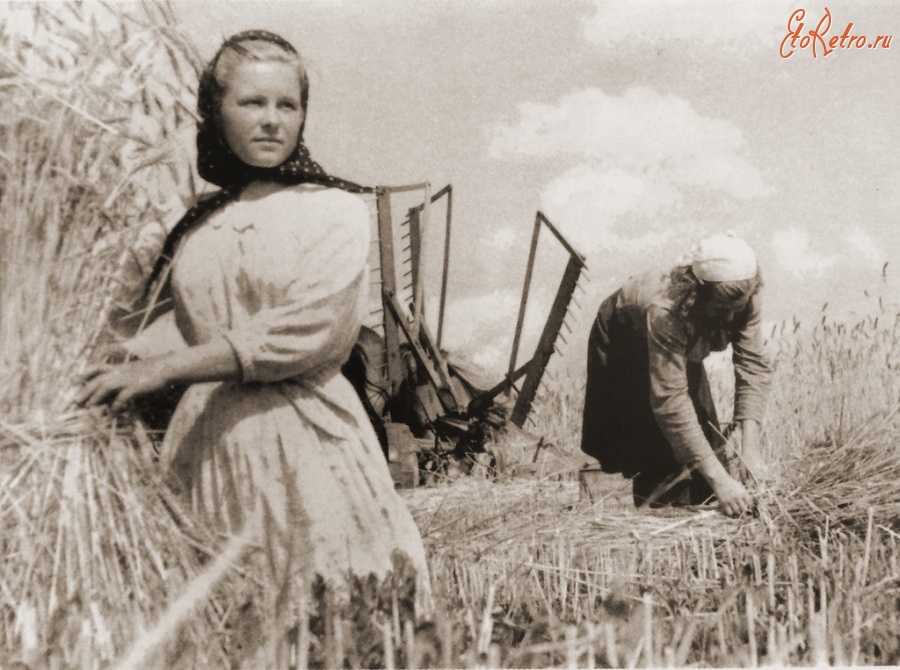 Гурьевск - Гурьевск. Уборка первого урожая в Гурьевском районе. 1946 год.
