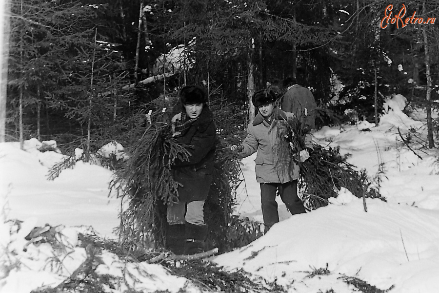 Истра - На заготовке лапника. 1983 год.