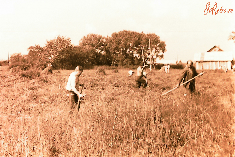 Истра - На сенокосе