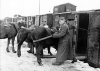 Новгородская область - Погрузка скота в товарные вагоны на железнодорожной станции