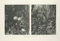 Разное - Гнездо и яйца импеана, 1918-1922