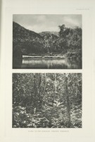 Разное - Дом борнейской хохлатой огнеспинки, 1918-1922