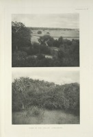 Разное - Дом цейлонской джунглевой курицы, 1918-1922