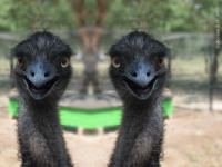 Смешное - Весёлые страусы.