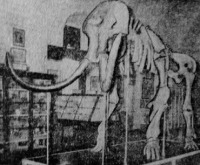 Житомир - Скелет мамонта в отделе природы  обласного краеведческого музея(Семинарийский костел)