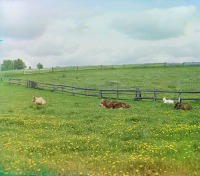 Ржев - Коровы в поле.