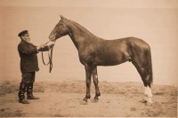 Москва - Выставка племенных лошадей