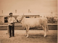 Москва - Выставка племенного рогатого скота
