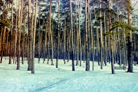 Москва - Зимой в Серебряном Бору