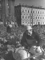 Санкт-Петербург - В блокаду все многие газоны, скверы, клумбы были отданы под выращивание овощей.