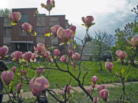 Киев - 2006 год (09.05.2006). Украина. Киев. Национальный ботанический сад имени Н. Н. Гришко НАН Украины. 09.05.2006. Ukraine. Kyiv. M. M. Hryshko National Botanical Garden.