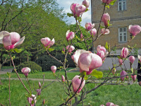 Киев - 2006 год (09.05.2006). Украина. Киев. Национальный ботанический сад имени Н. Н. Гришко НАН Украины. 09.05.2006. Ukraine. Kyiv. M. M. Hryshko National Botanical Garden.