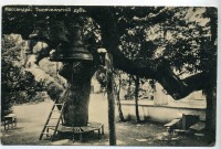 Массандра - Массандра. Тысячелетний дуб, 1900-1917