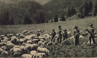 Косов - Косівщина.  Вівці на полонині.