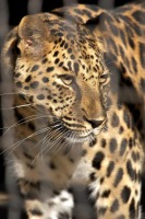 Трускавец - Трускавець. Леопард далекосхідний амурський в міні-зоопарку санаторія 