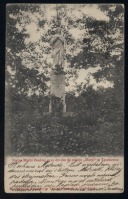 Трускавец - Статуя Матери Божьей возле дороги к источнику 